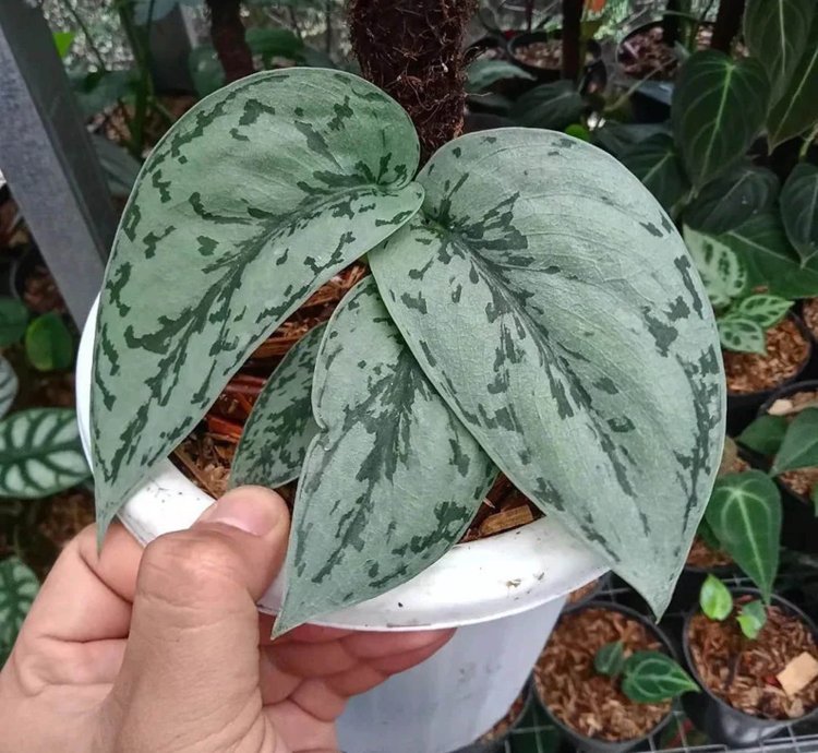Scindapsus silver lady plant