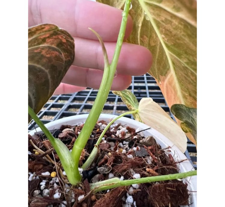 Philodendron Melanochrysum Orange Variegated – Rooted Node Cutting (1 Leaf)
