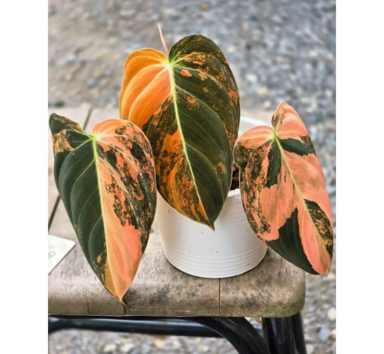 Philodendron Melanochrysum Orange Variegated – Rooted Node Cutting (1 Leaf)