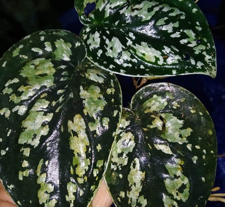 Scindapsus Tricolor Borneo plant