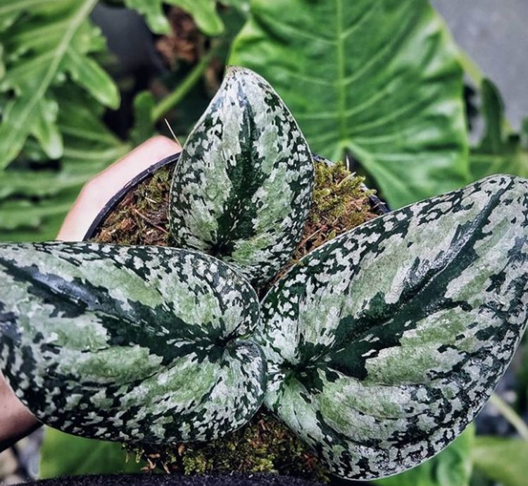 Scindapsus Tricolor Borneo plant