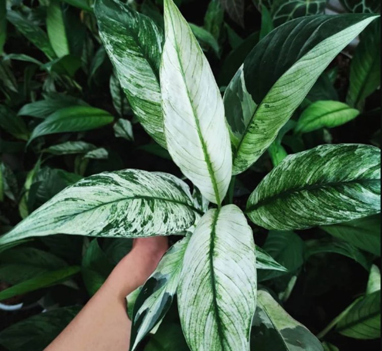 Spathiphyllum Peace Lily Variegated plant