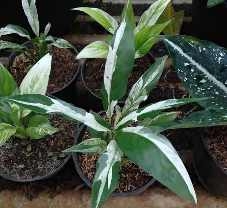 Spathiphyllum Peace Lily Variegated plant