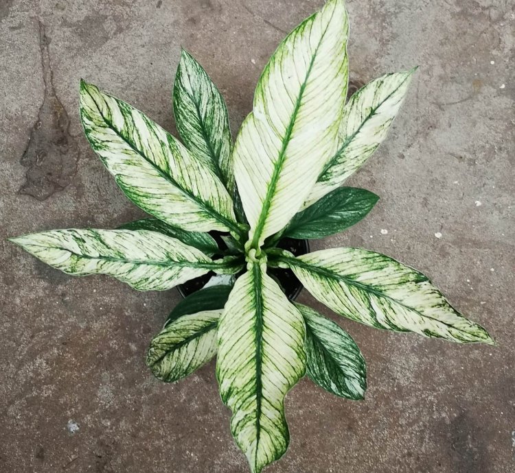 Spathiphyllum Peace Lily Variegated plant