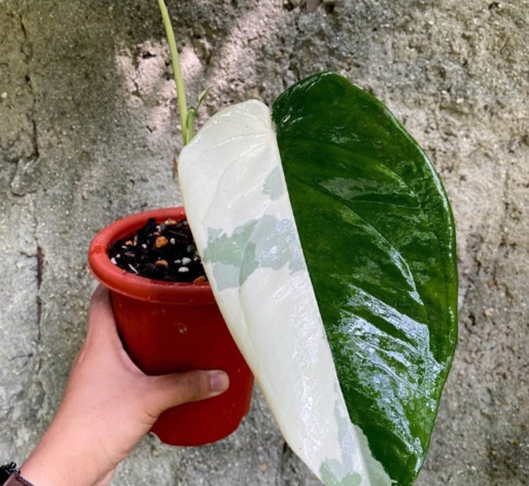 Syngonium Chiapense Variegated plant