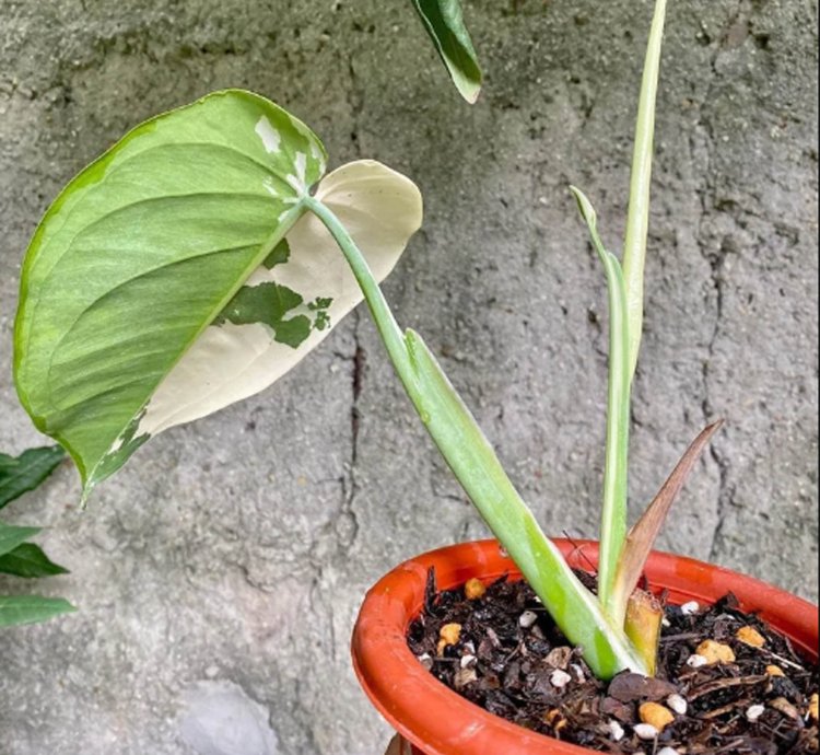 Syngonium Chiapense Variegated plant