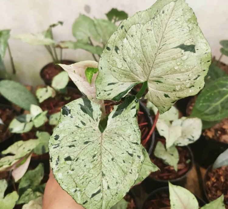 Syngonium Green Splash plant
