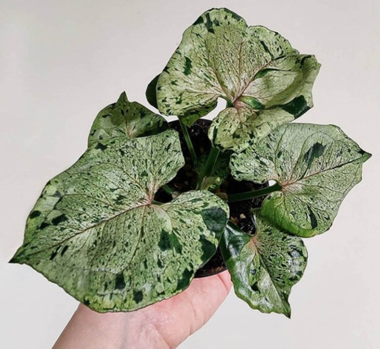 Syngonium Green Splash plant