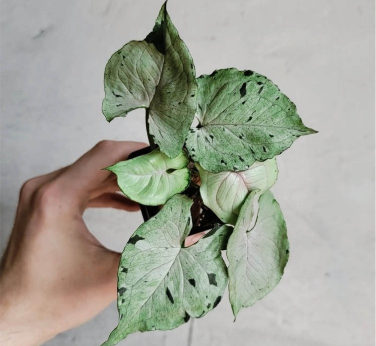 Syngonium Green Splash plant