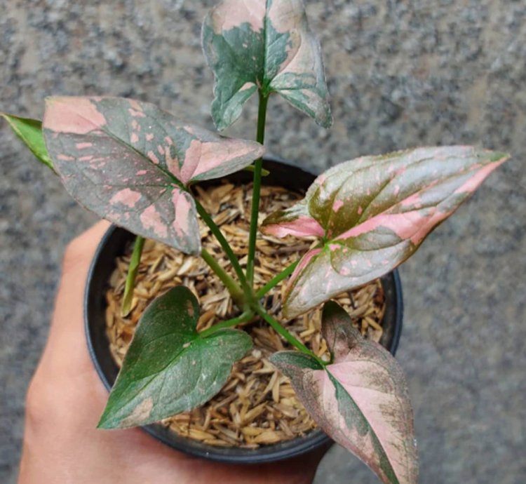 Syngonium Pink Splash plant