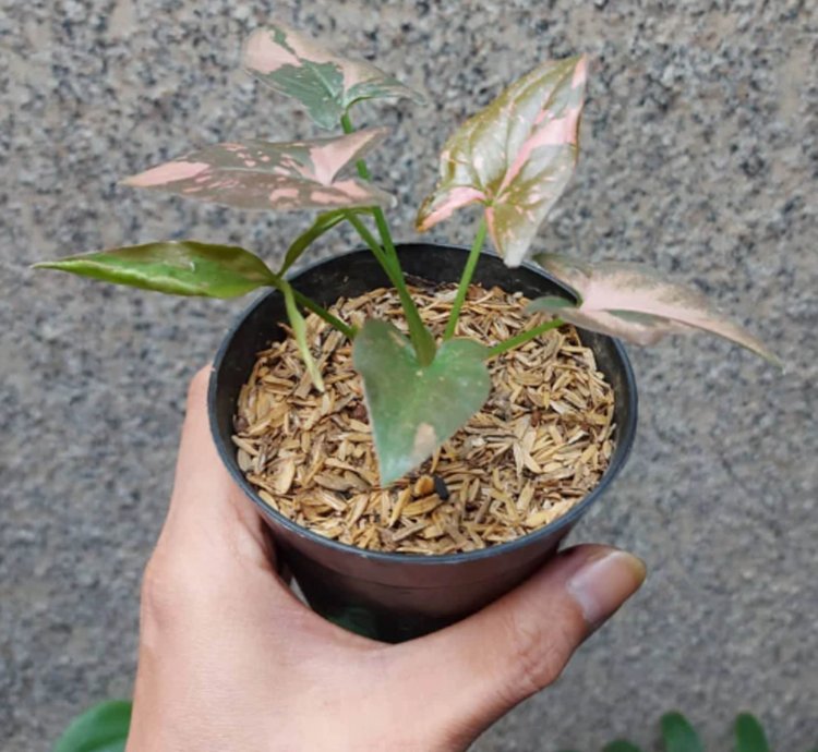 Syngonium Pink Splash plant