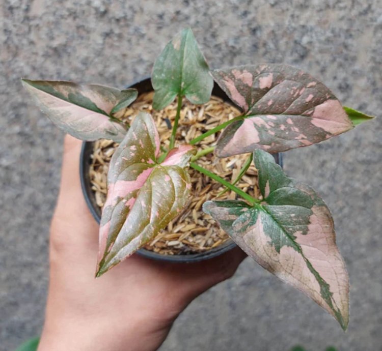 Syngonium Pink Splash plant