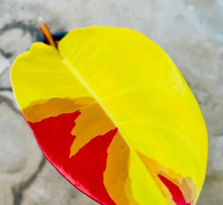Philodendron Red Moon Variegated – Rooted Node Cutting (1 Leaf)