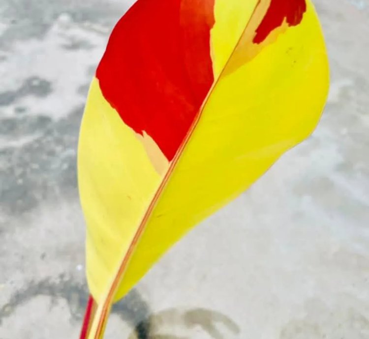 Philodendron Red Moon Variegated – Rooted Node Cutting (1 Leaf)