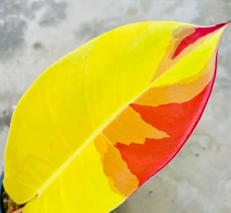 Philodendron Red Moon Variegated – Rooted Node Cutting (1 Leaf)