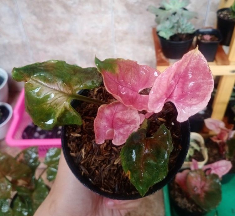 Syngonium strawberry Ice Ori plant