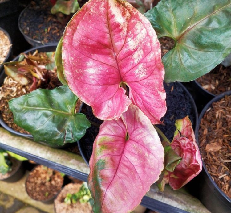 Syngonium strawberry Ice Ori plant