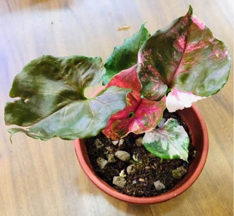 Syngonium strawberry Ice Ori plant
