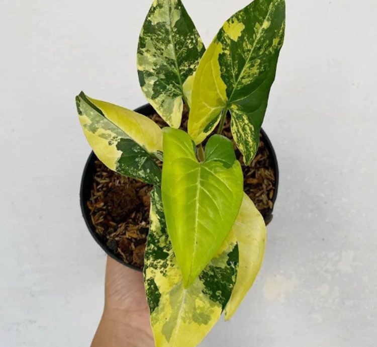 Syngonium Yellow Aurea plant
