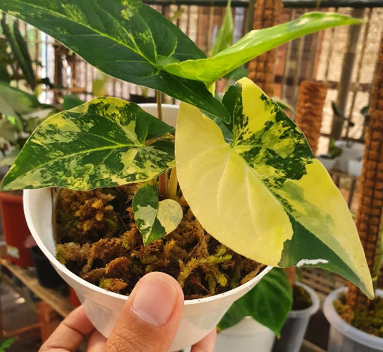 Syngonium Yellow Aurea plant