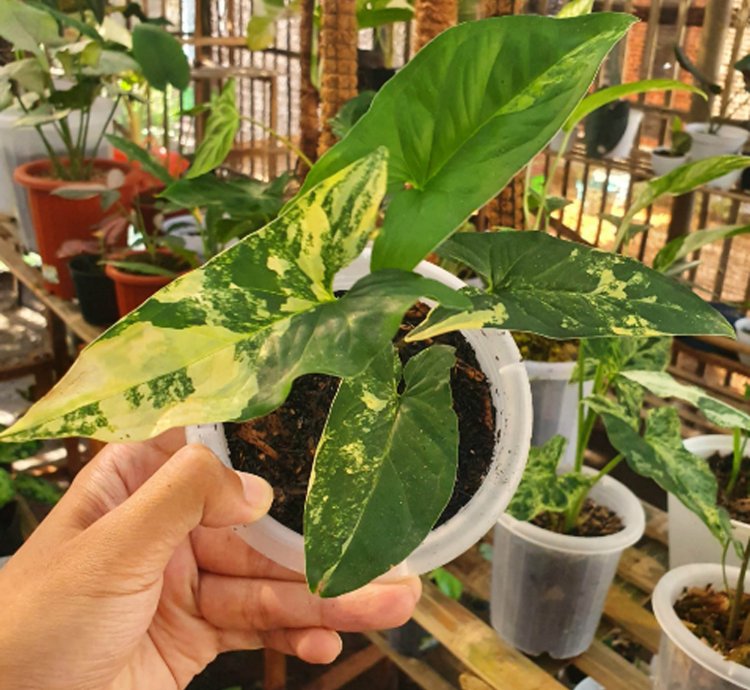 Syngonium Yellow Aurea plant