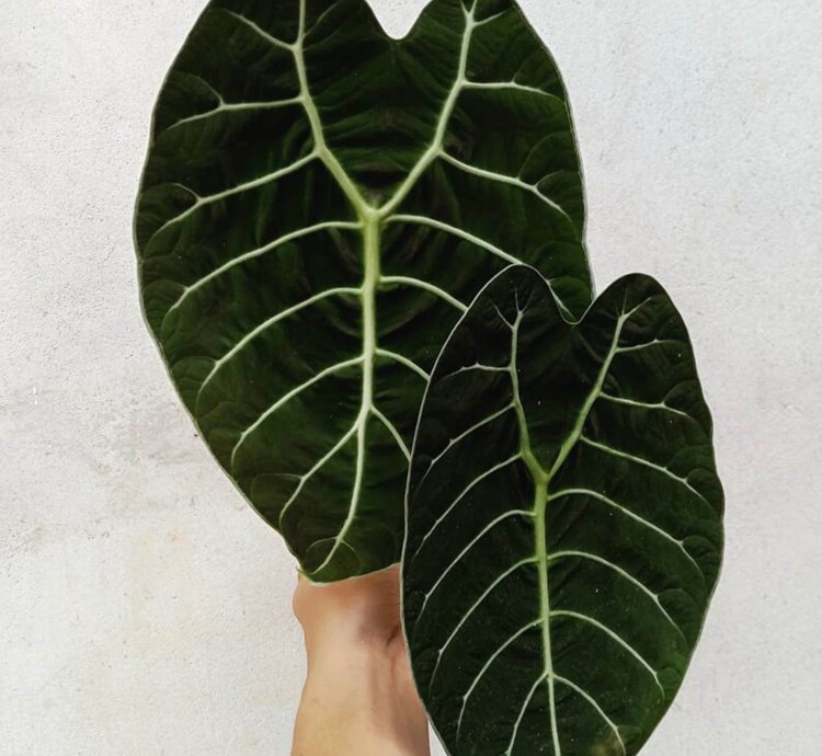 Tubers Alocasia Watsoniana Doff seeds