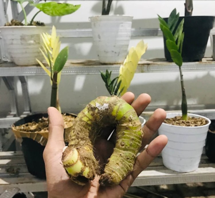 Tubers Alocasia Watsoniana Doff seeds