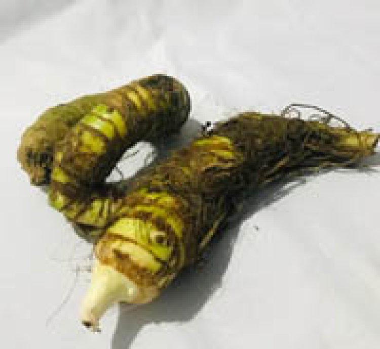 Tubers Alocasia Watsoniana Doff seeds