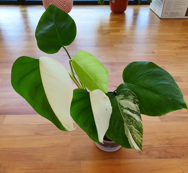 Variegated Monstera Halfmoon Sectoral plant