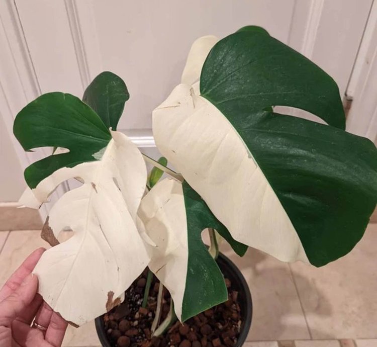 Variegated Monstera Halfmoon Sectoral plant
