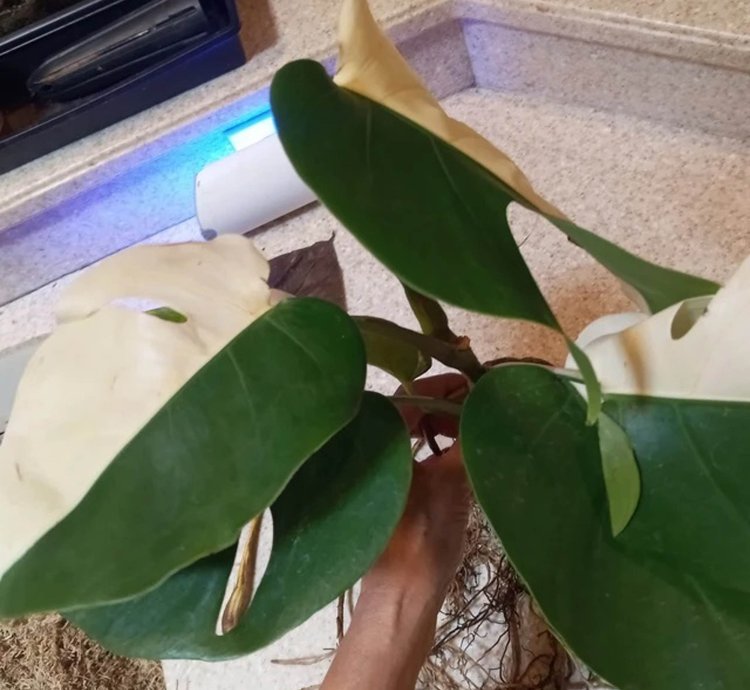 Variegated Monstera Halfmoon Sectoral plant