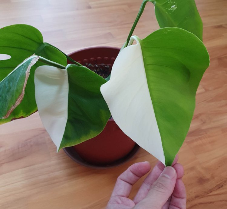 Variegated Monstera Halfmoon Sectoral plant