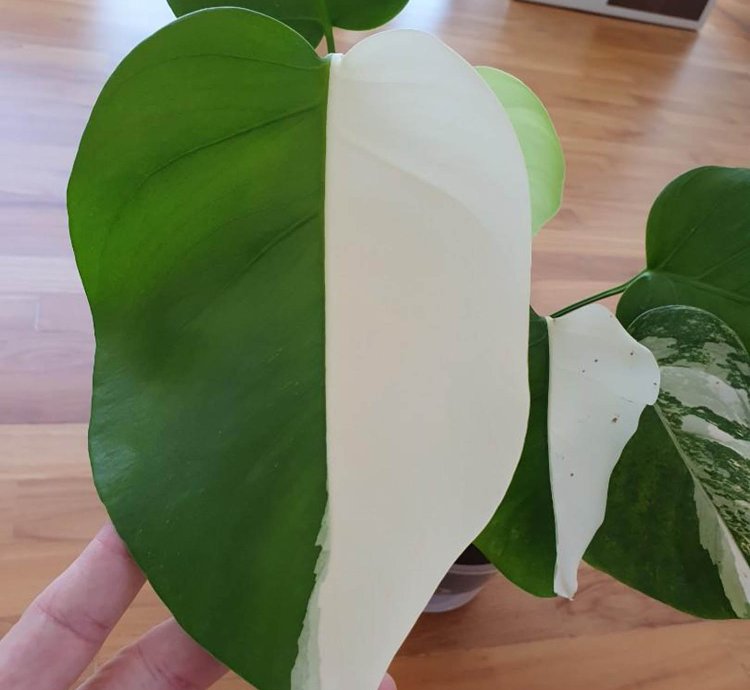 Variegated Monstera Halfmoon Sectoral plant
