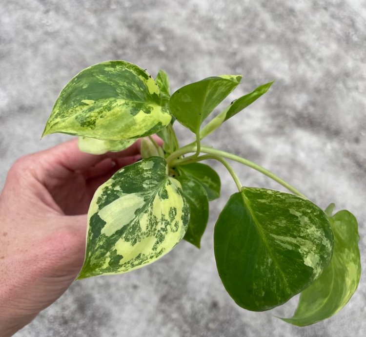 Philodendron Variegated Burle Marx - Starter Plant