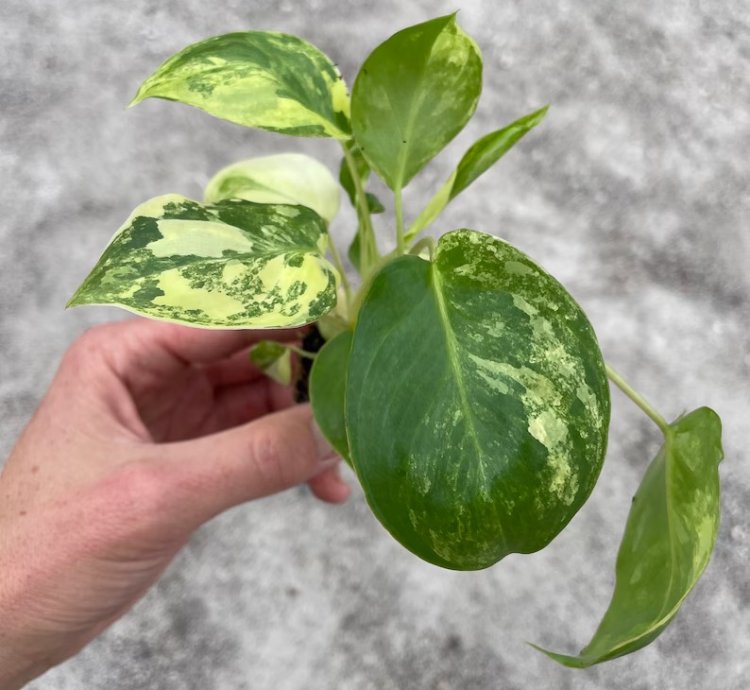 Philodendron Variegated Burle Marx - Starter Plant