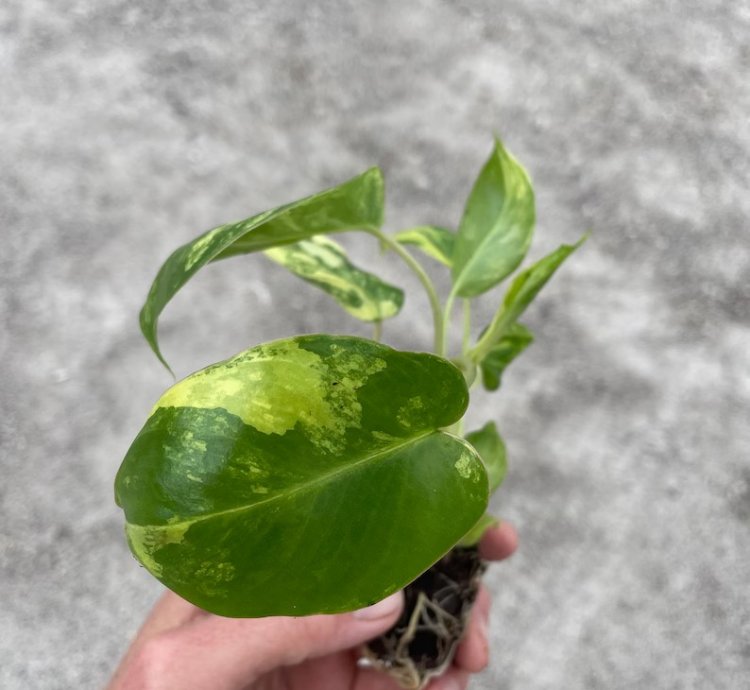 Philodendron Variegated Burle Marx - Starter Plant