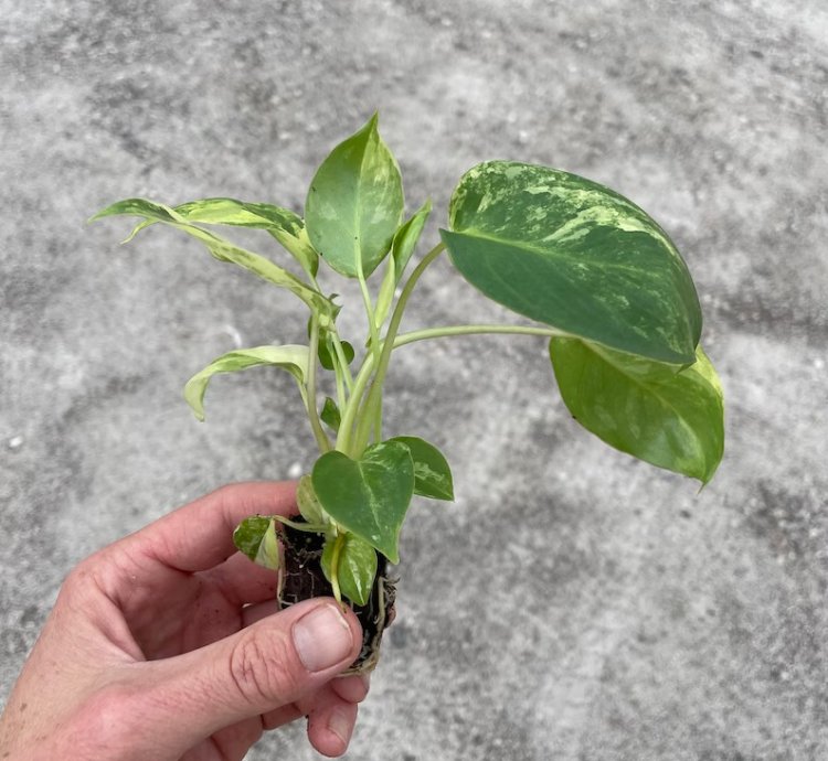 Philodendron Variegated Burle Marx - Starter Plant