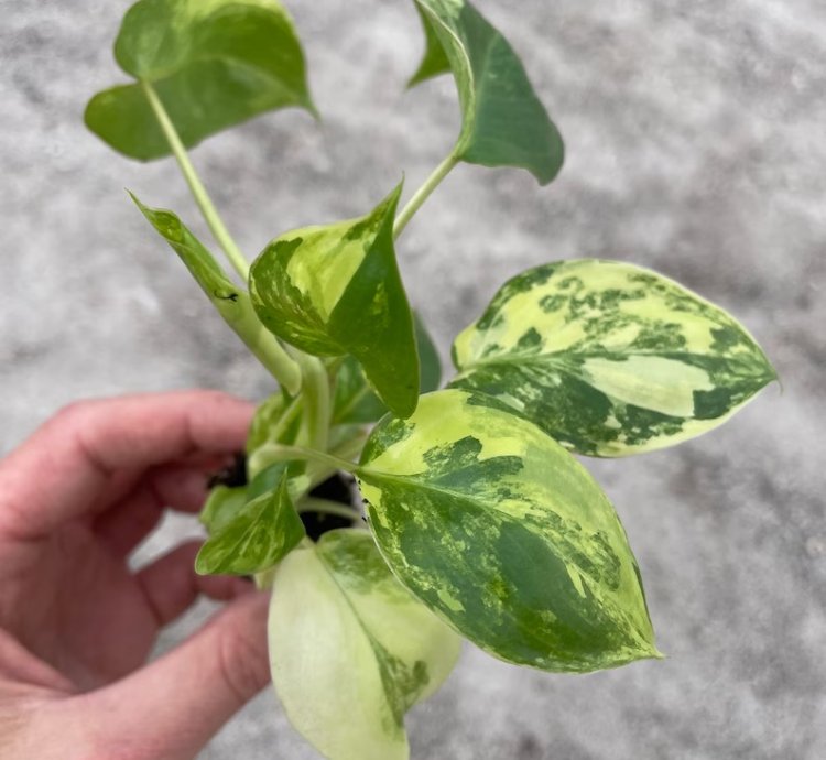 Philodendron Variegated Burle Marx - Starter Plant