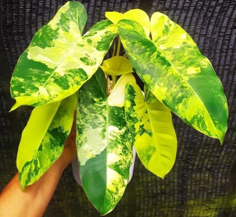 Philodendron Variegated Burle Marx - Starter Plant