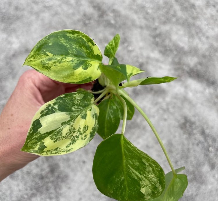 Philodendron Variegated Burle Marx - Starter Plant