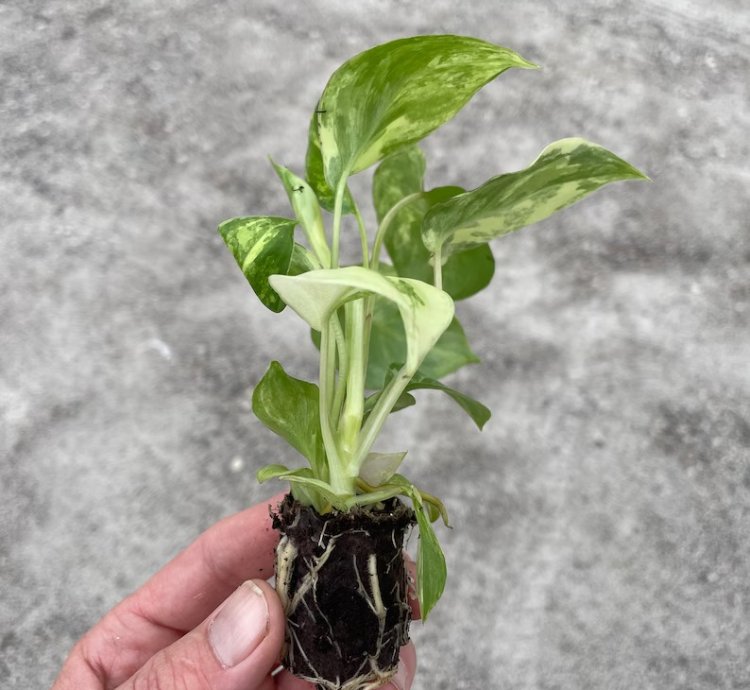 Philodendron Variegated Burle Marx - Starter Plant