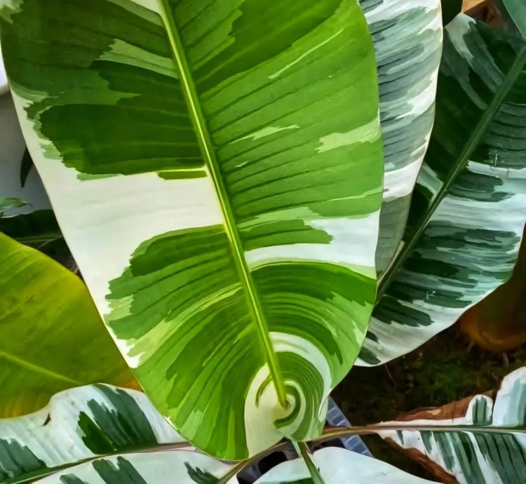 Musa Florida Variegated Banana (Ae Hawai) – Planting Rhizomes