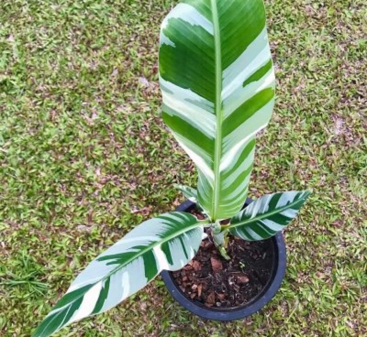 Musa Florida Variegated Banana (Ae Hawai) – Planting Rhizomes