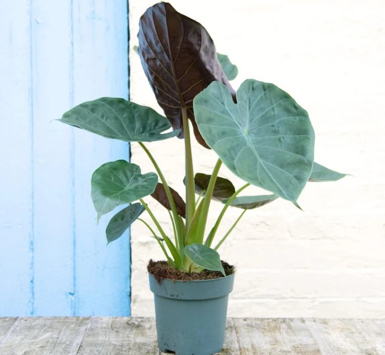 Alocasia wentii – Starter Plant | Exotic Tropical Foliage | Indoor/Outdoor