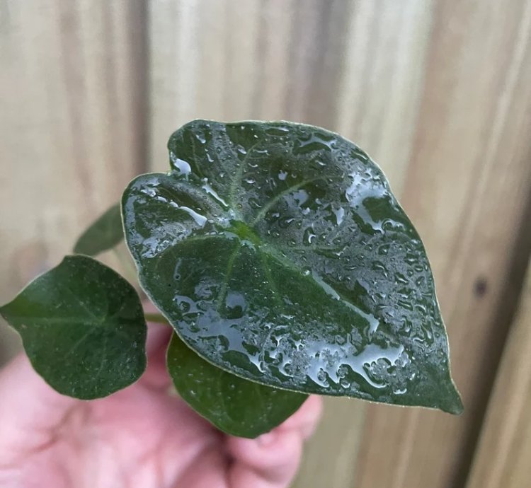 Alocasia wentii – Starter Plant | Exotic Tropical Foliage | Indoor/Outdoor