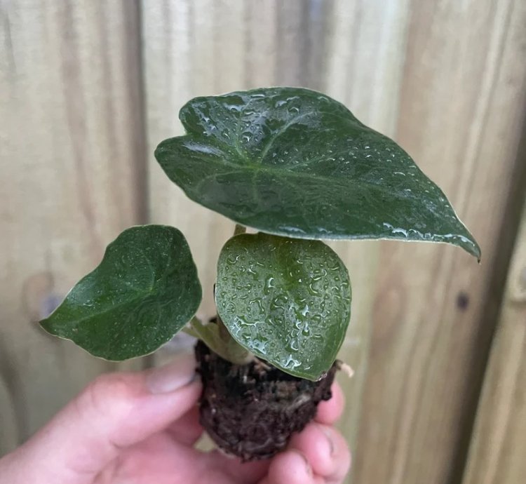 Alocasia wentii – Starter Plant | Exotic Tropical Foliage | Indoor/Outdoor