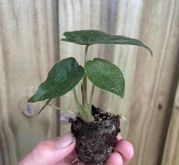 Alocasia wentii – Starter Plant | Exotic Tropical Foliage | Indoor/Outdoor