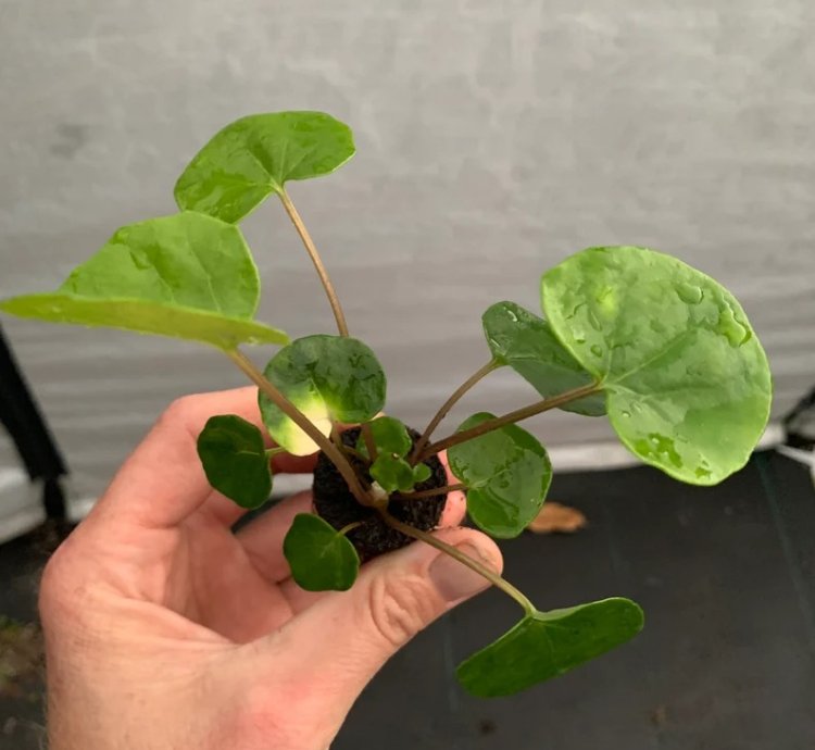 Farfugium ‘Firefly’ – Leopard Plant “Tractor Seat” | Starter Plant | Unique Foliage | Indoor/Outdoor