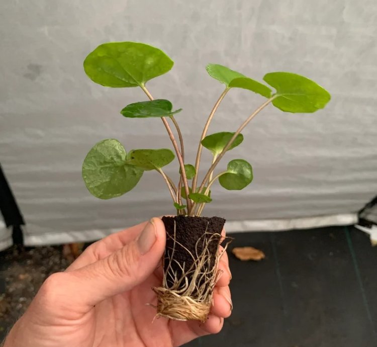 Farfugium ‘Firefly’ – Leopard Plant “Tractor Seat” | Starter Plant | Unique Foliage | Indoor/Outdoor
