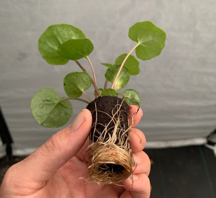 Farfugium ‘Firefly’ – Leopard Plant “Tractor Seat” | Starter Plant | Unique Foliage | Indoor/Outdoor